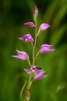 Okrotice cerverna - Cephalanthera rubra - Red Helleborine 6910